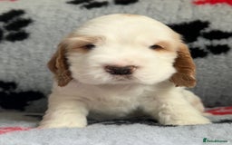 Cocker Spaniel dogs for sale: Show Cocker Puppies (KC Reg, AMS, PRA & FN CLEAR) - Image 35