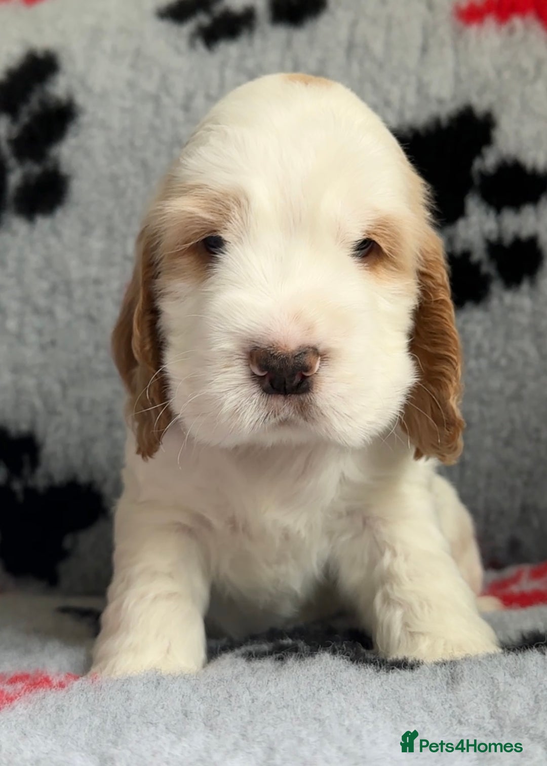 Cocker Spaniel dogs for sale: Show Cocker Puppies (KC Reg, AMS, PRA & FN CLEAR) - Image 35