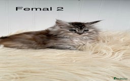 Maine Coon cats for sale: All the kittens sold! 2 red from another Queen ava - Advert 7