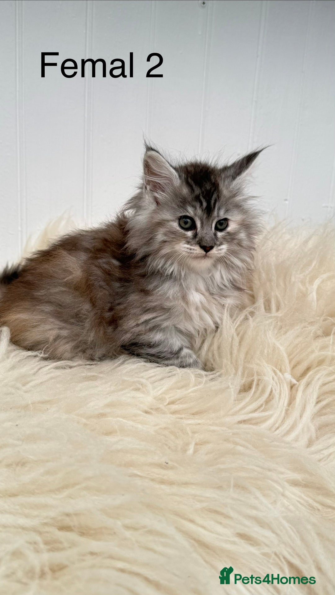 Maine Coon cats for sale: All the kittens sold! 2 red from another Queen ava - Advert 7