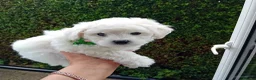 Bichon Frise dogs for sale: Bichon Frise (3 girls left ) - Advert 24
