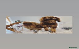Cockapoo dogs for sale: Quality health tested miniature cockapoo girl! - Image 18