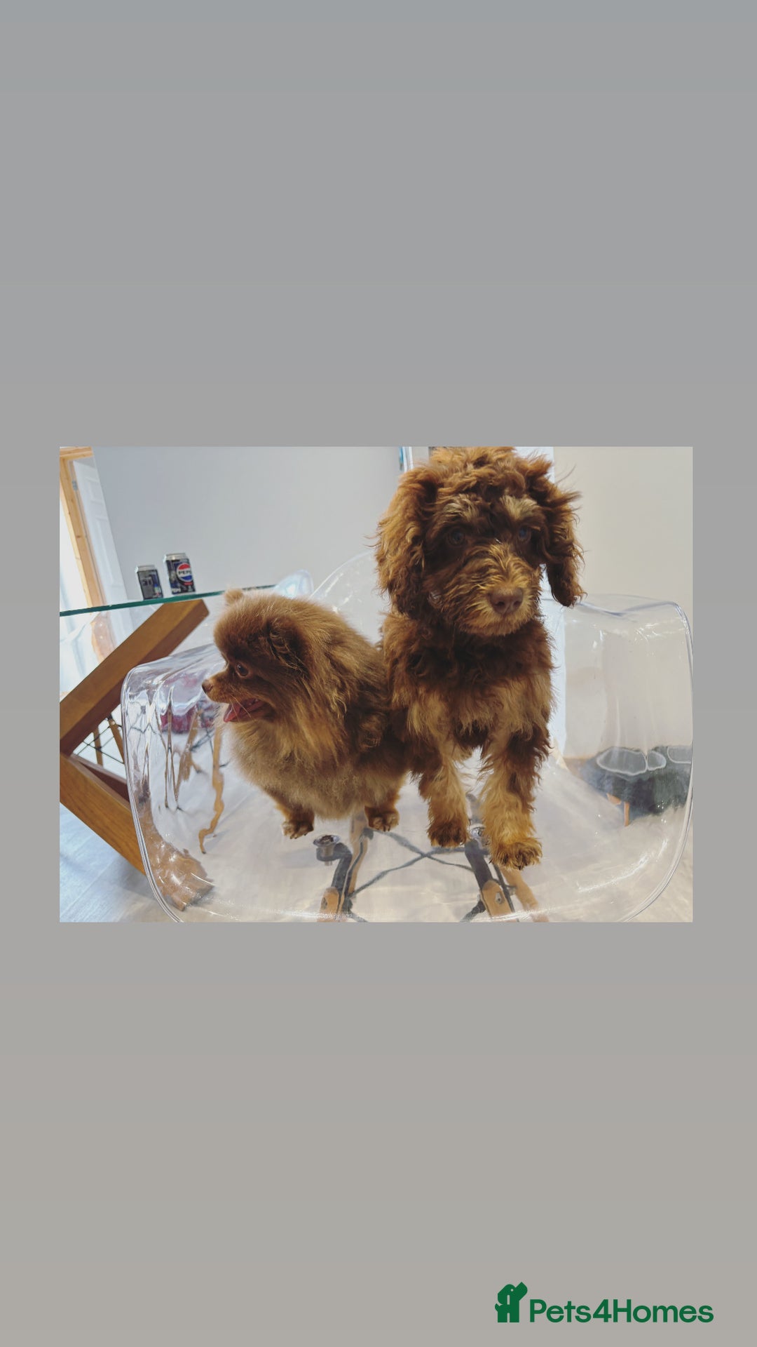 Cockapoo dogs for sale: Quality health tested miniature cockapoo girl! - Image 18