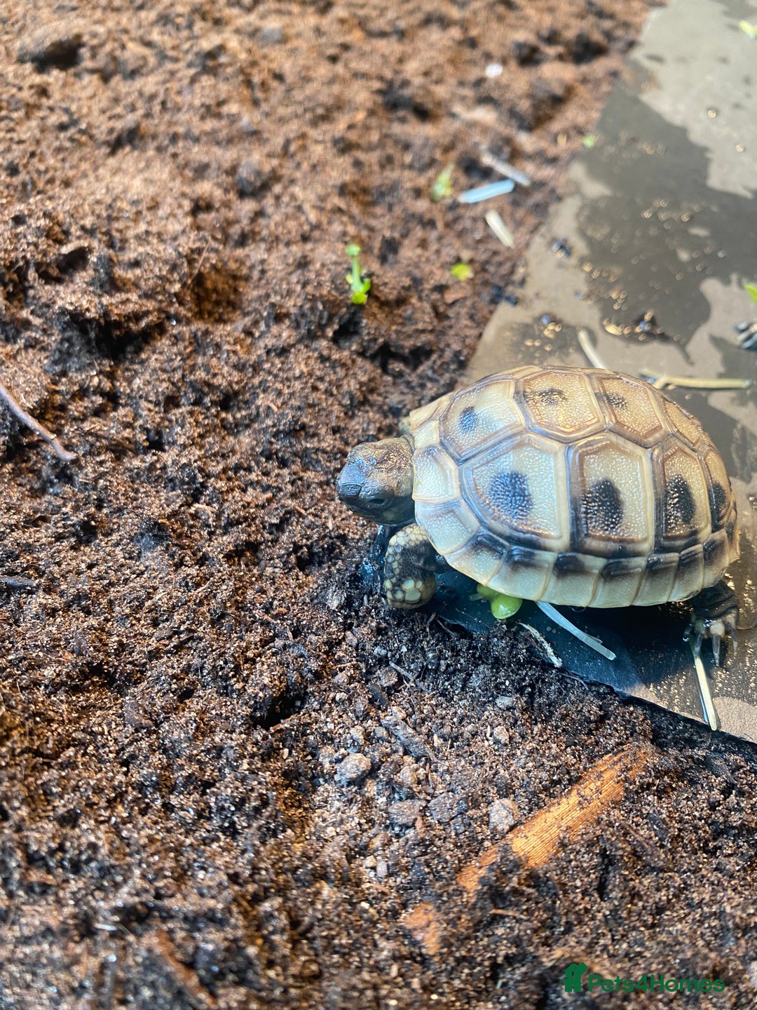 Hermann Tortoise reptiles for sale: Hermannes tortoises hatchlings - Image 5
