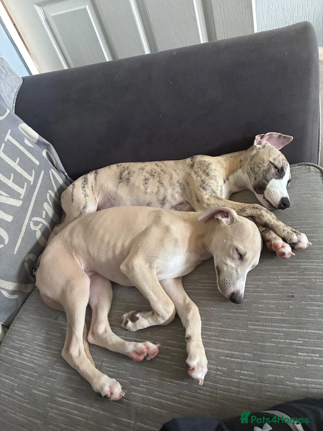 Whippet dogs for sale: Brindle male whippet in Darlington - Advert 1