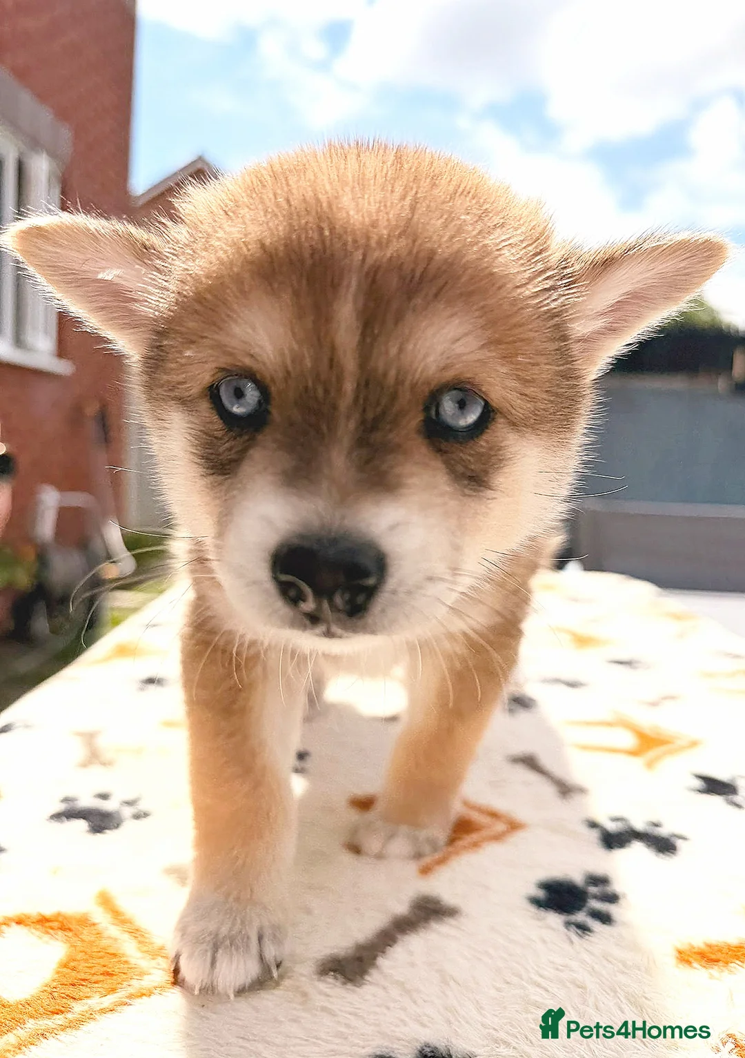 Pomsky dogs for sale: Beautiful Pomsky Puppies 3 Girls & 1 Boy Available - Advert 2