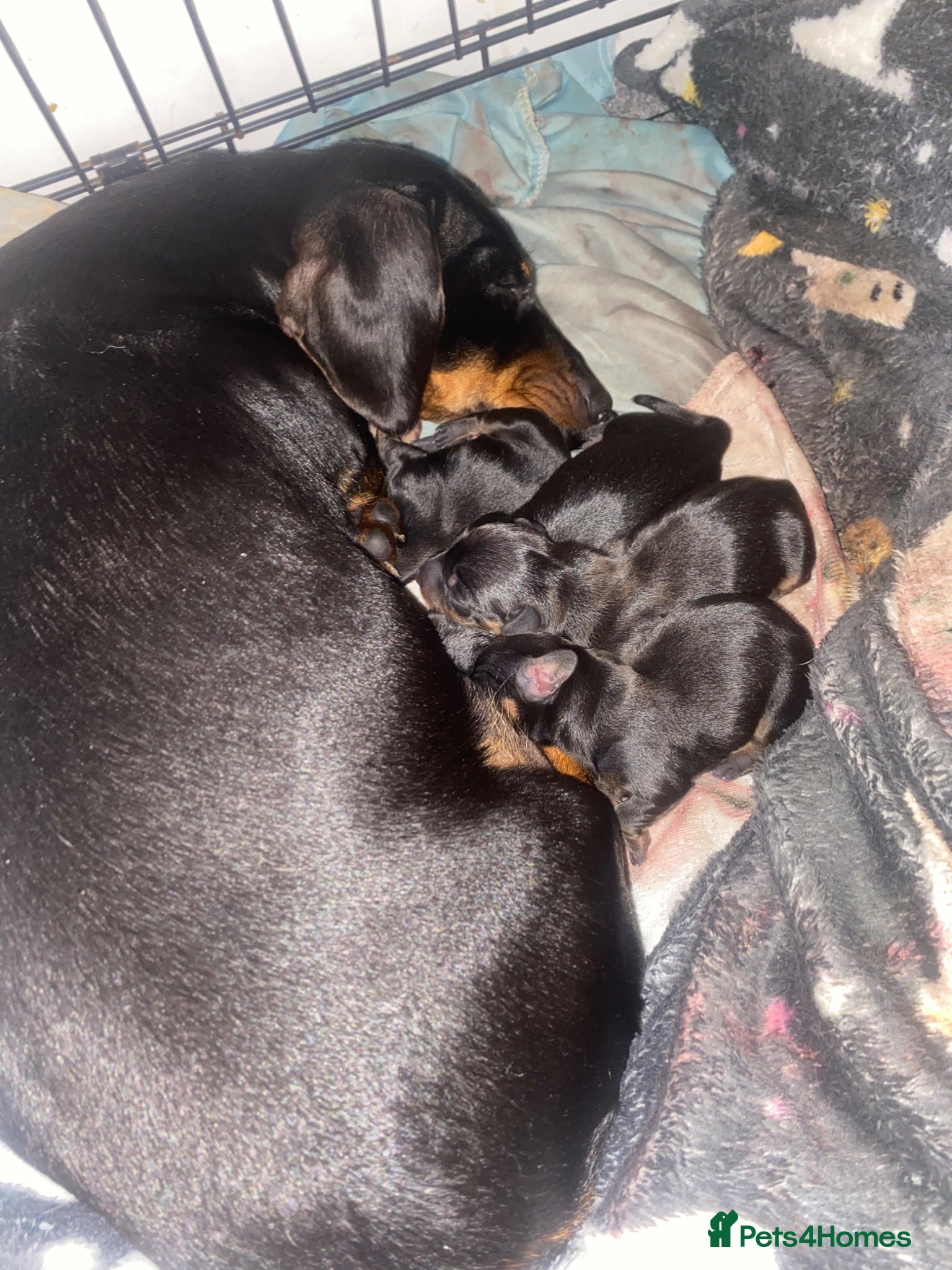 Miniature Dachshund dogs Miniature dashounds - Advert 14