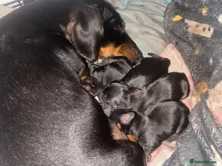 Miniature Dachshund dogs Miniature dashounds - Advert 14