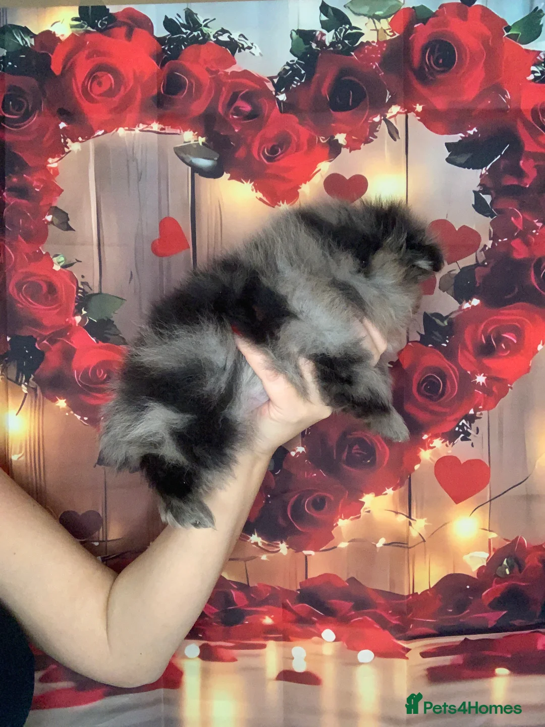 Pomeranian dogs for sale: UNIQUE BEAR FACE POMERANIAN LITTER - Advert 23