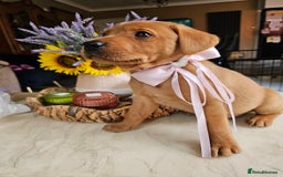 Labrador Retriever dogs for sale: Red Fox Labrador . Ready to Leave 😘 - Image 17