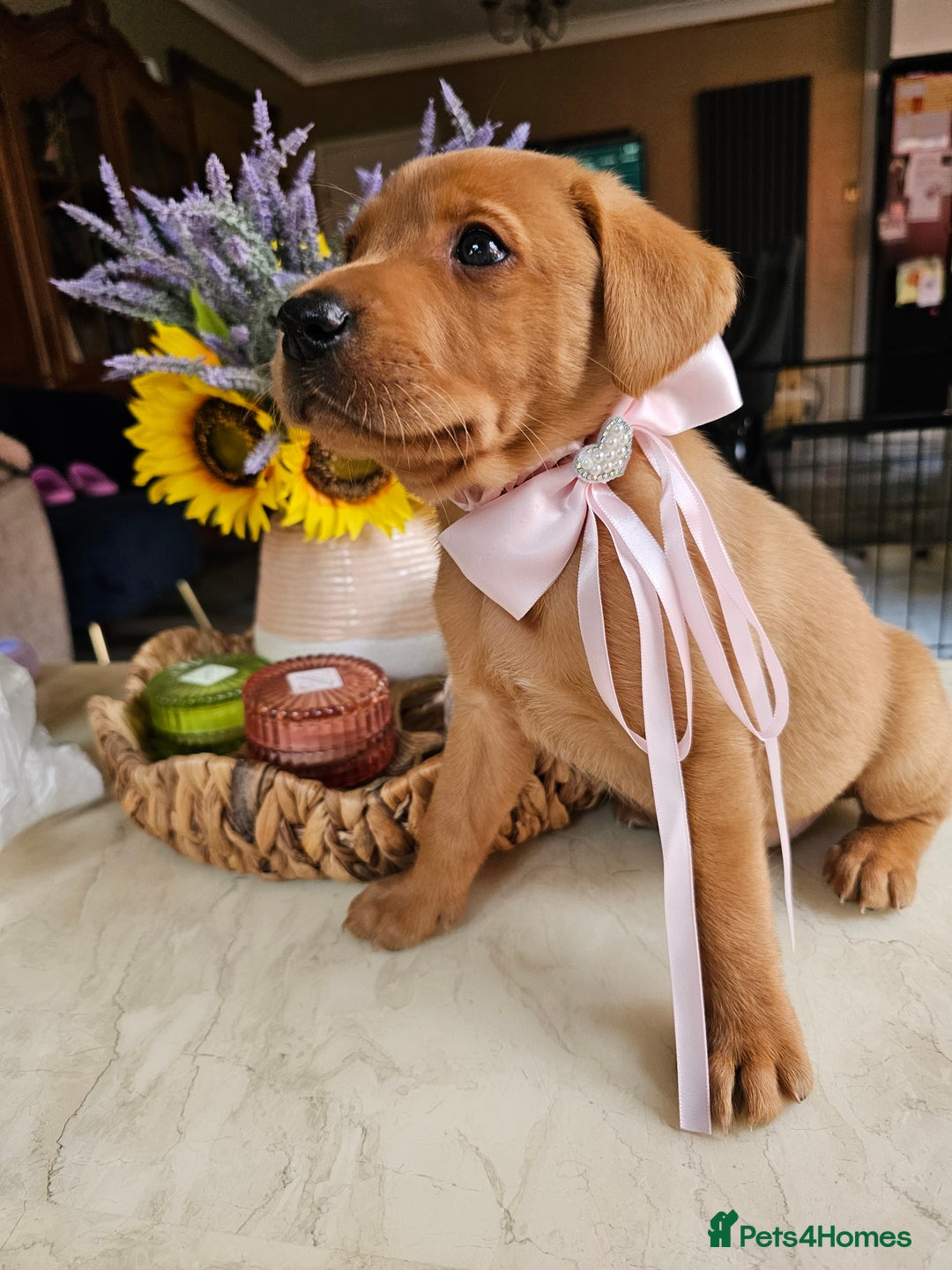 Labrador Retriever dogs for sale: Red Fox Labrador . Ready to Leave 😘 - Image 17