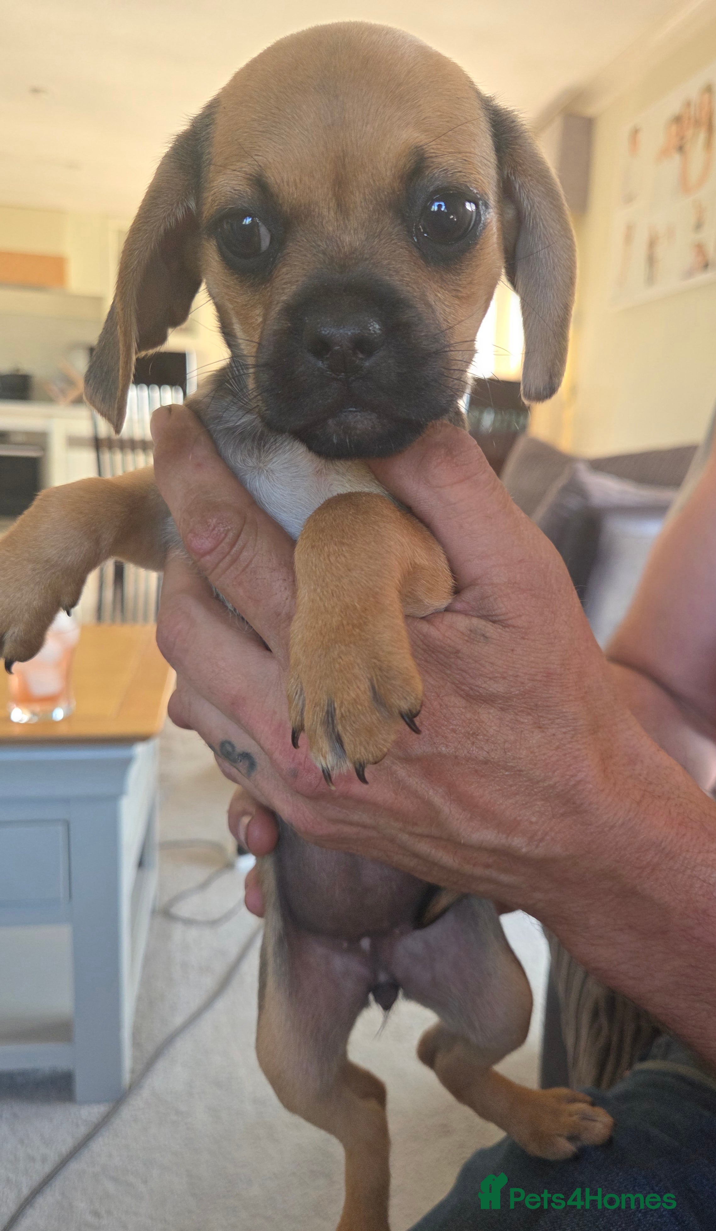 Mixed Breed dogs Doxie-pug puppys - Advert 2