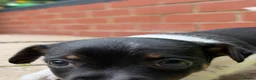 Jack Russell dogs for sale: 3 beautiful Jack Russell girls - Advert 4