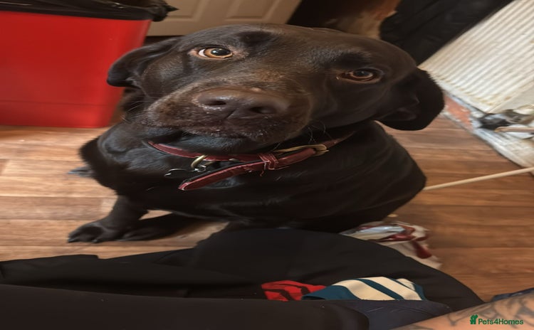 Labrador Retriever dogs - Advert 2