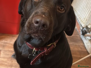 Labrador Retriever dogs - Advert 34