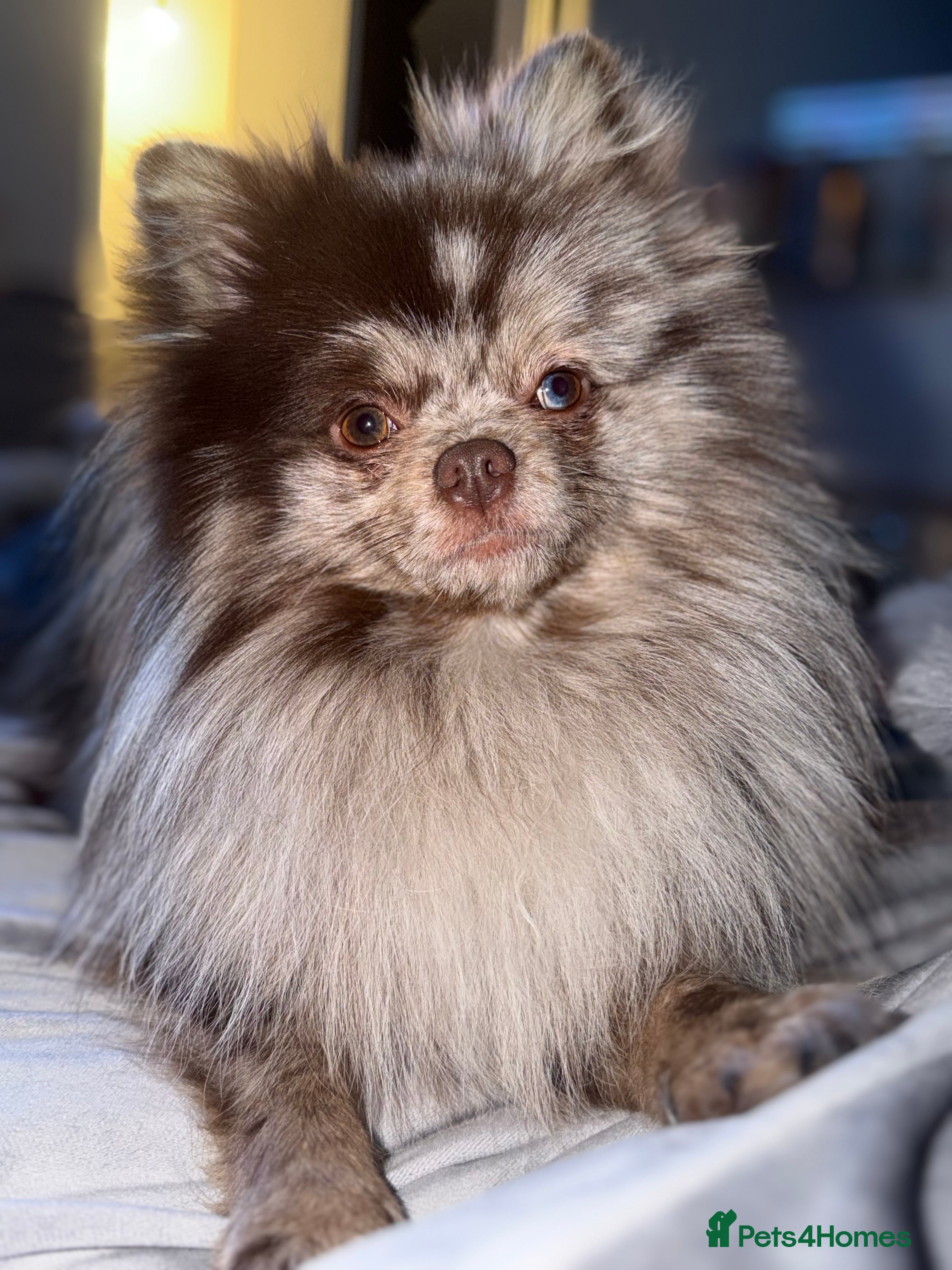 Pomeranian dogs Beautiful kc chocolate Merle for stud 🍫  - Advert 8