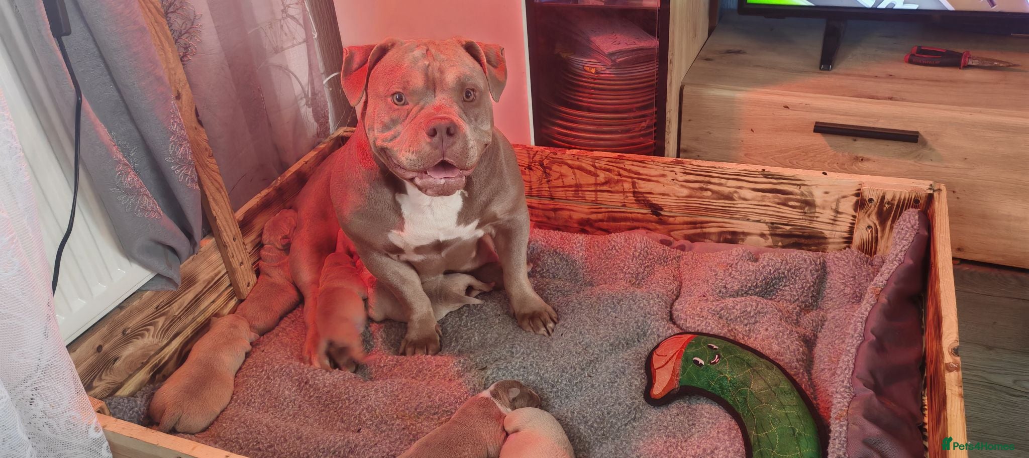American Bully dogs American Bull Pocket - Advert 1