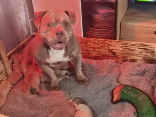 American Bully dogs American Bull Pocket - Advert 9
