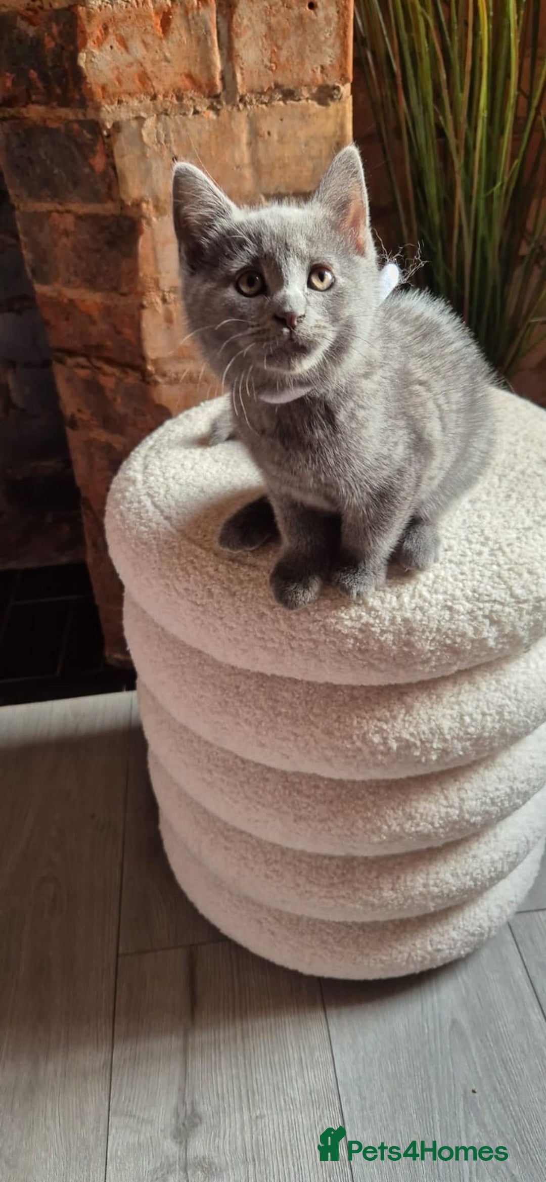 Scottish Fold cats for sale: Adorable Scottish Fold and Straight Kittens  - Image 32