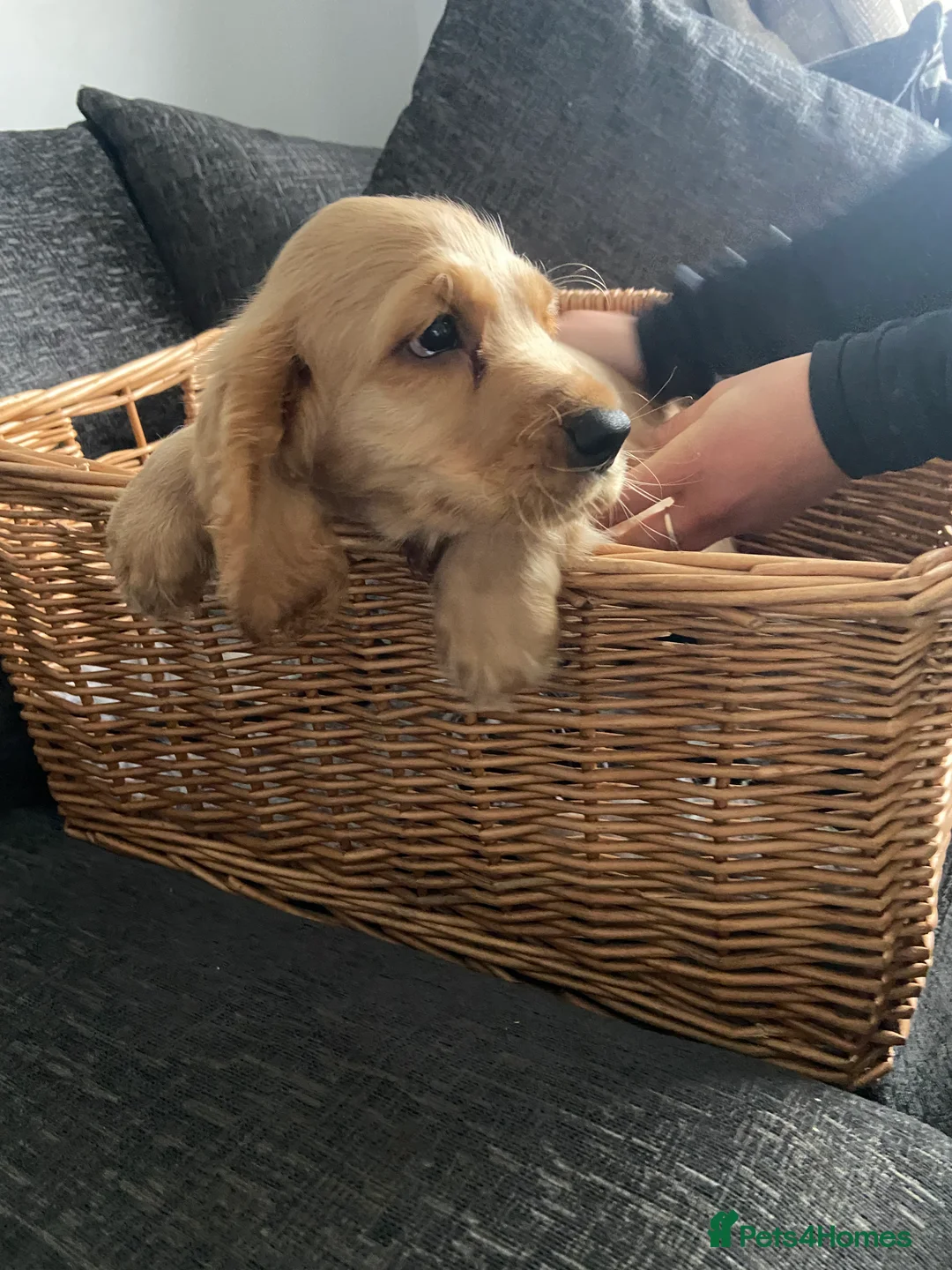 Cocker Spaniel dogs for sale: Cocker spaniel puppies  in York - Advert 7