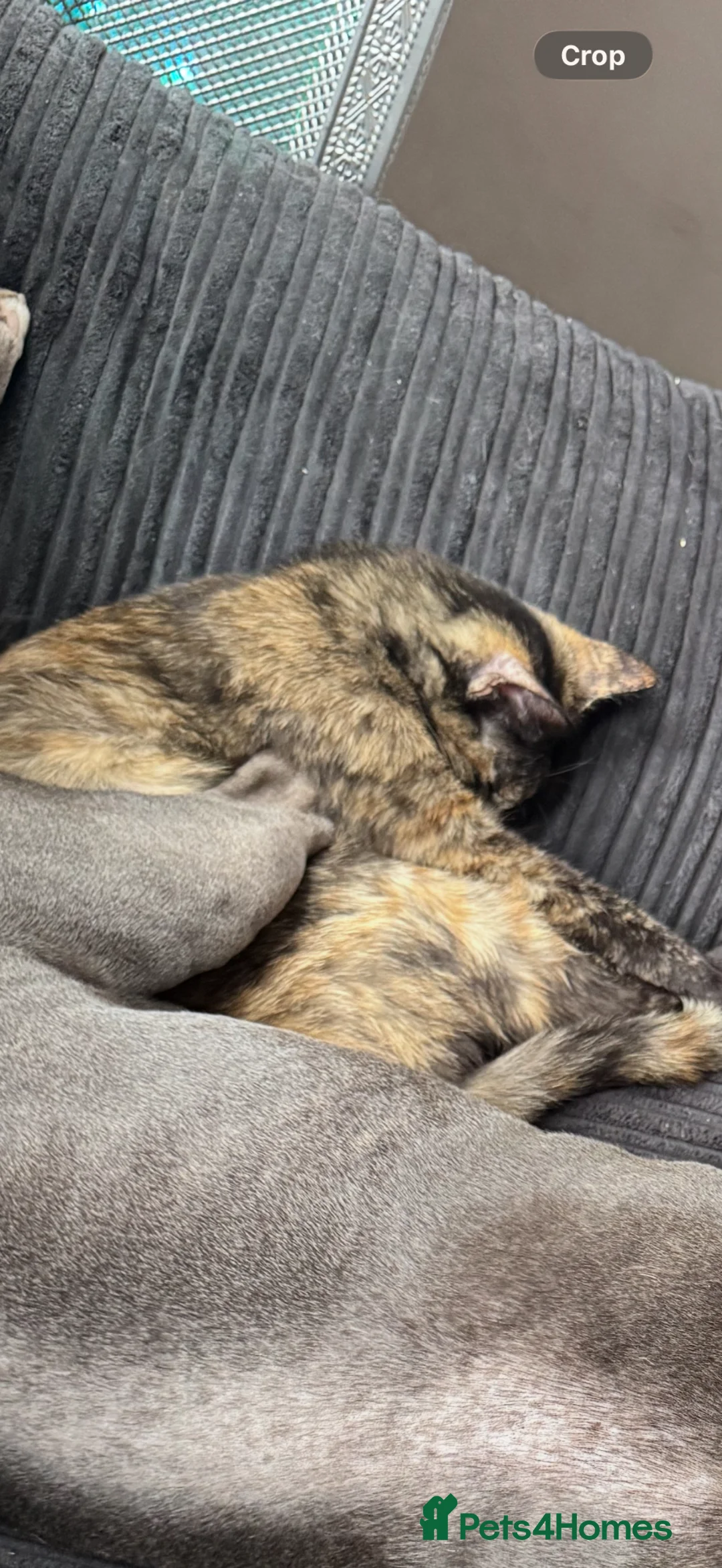 British Shorthair cats for sale: Adorable kittens - Advert 1