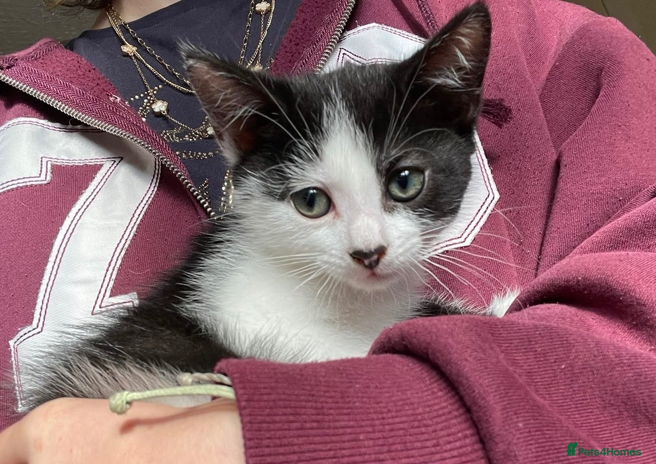 Mixed Breed cats READY NOW Beautiful part British blue kittens  - Advert 8