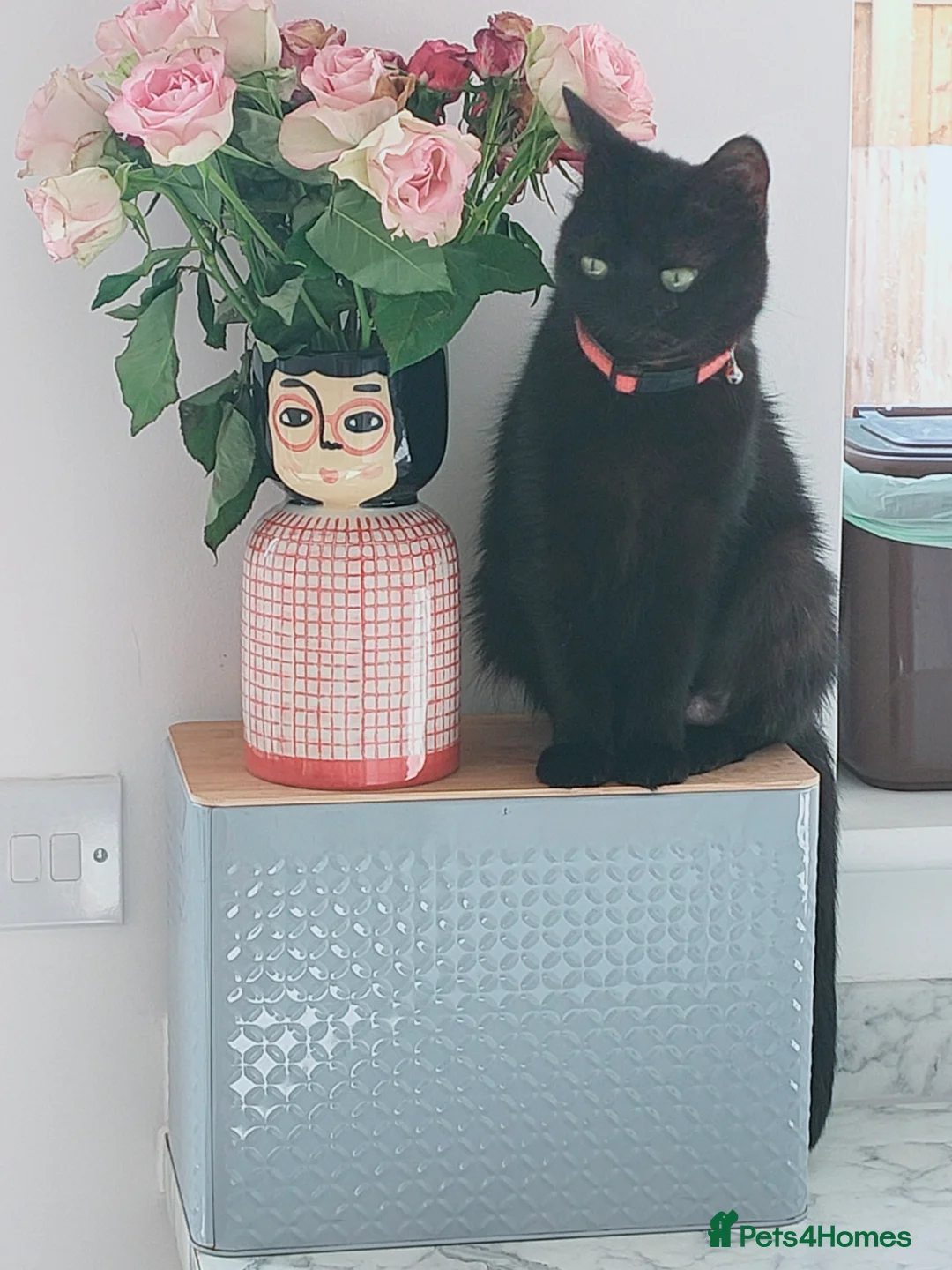 Mixed Breed cats for sale: Bonded pair of female cats - Advert 9