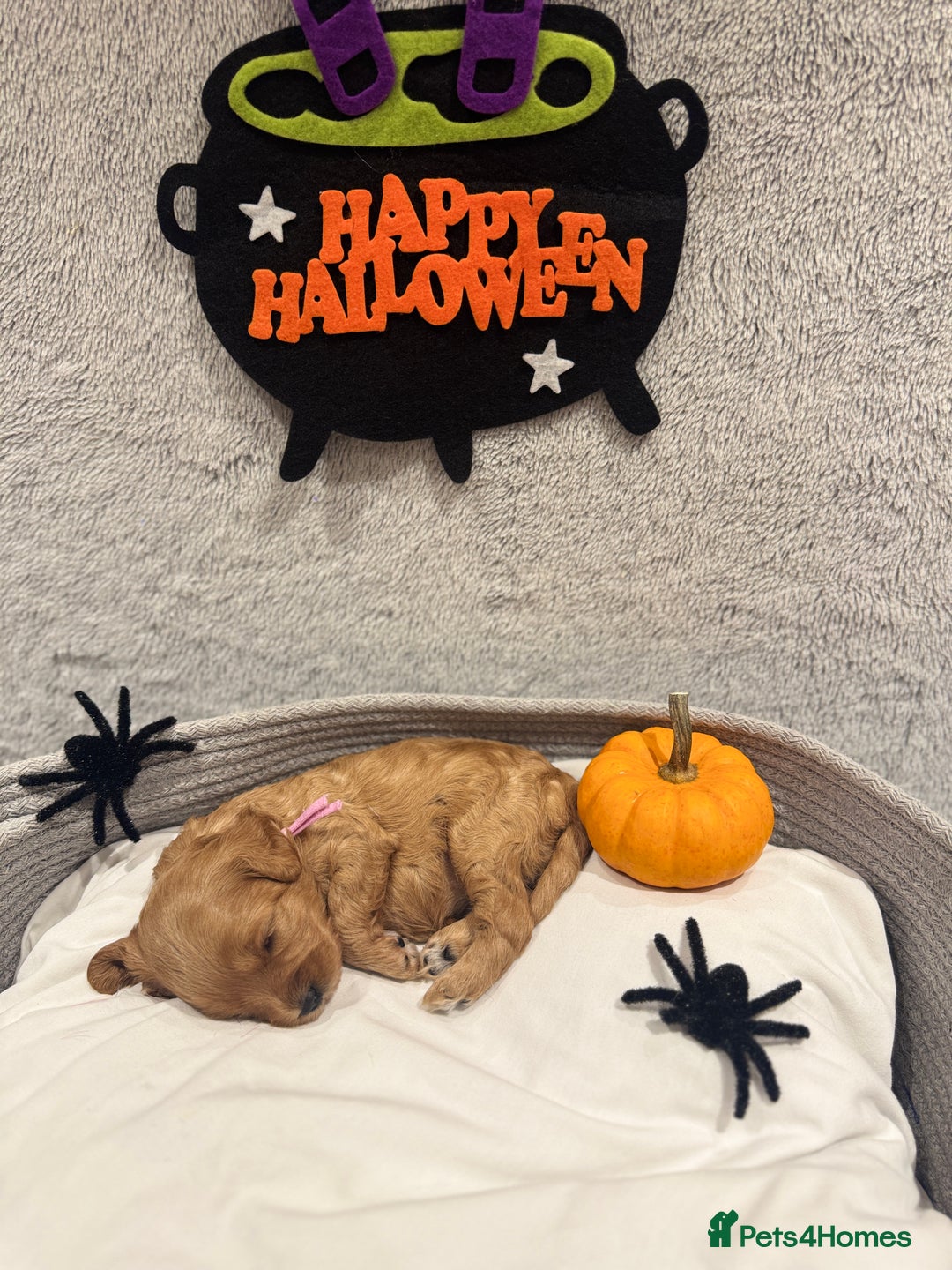 Cavapoo dogs for sale: Gorgeous Cavapoo Girl looking for loving home - Image 5