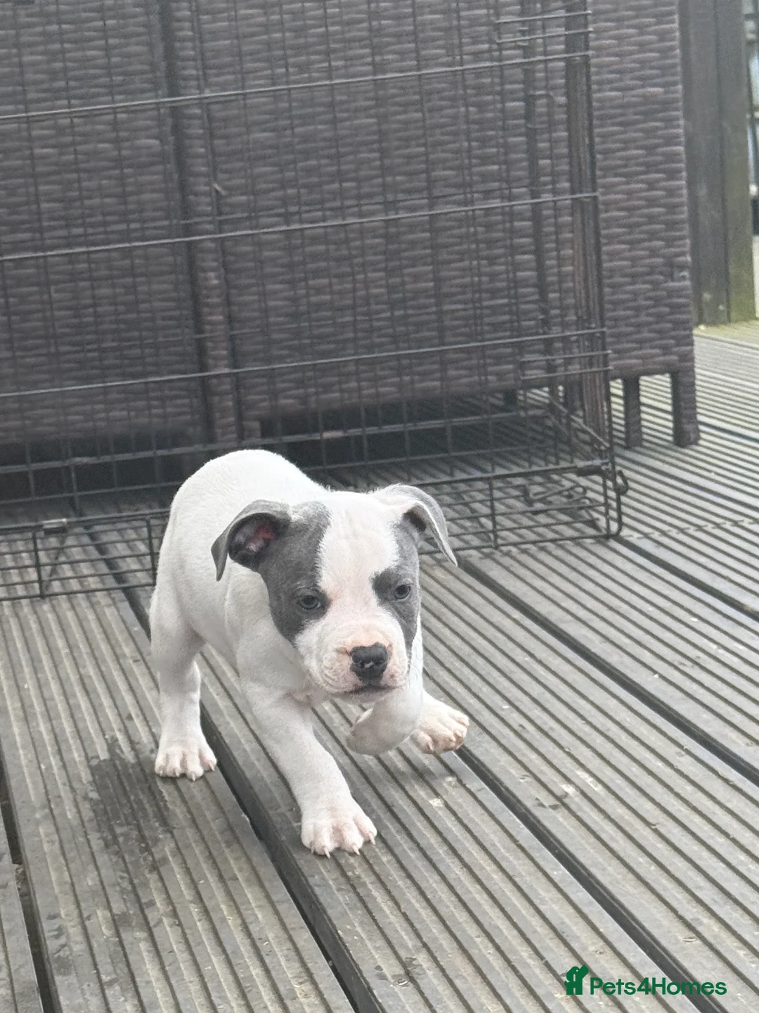 Staffordshire Bull Terrier dogs for sale: Beautiful staff puppies  - Advert 3