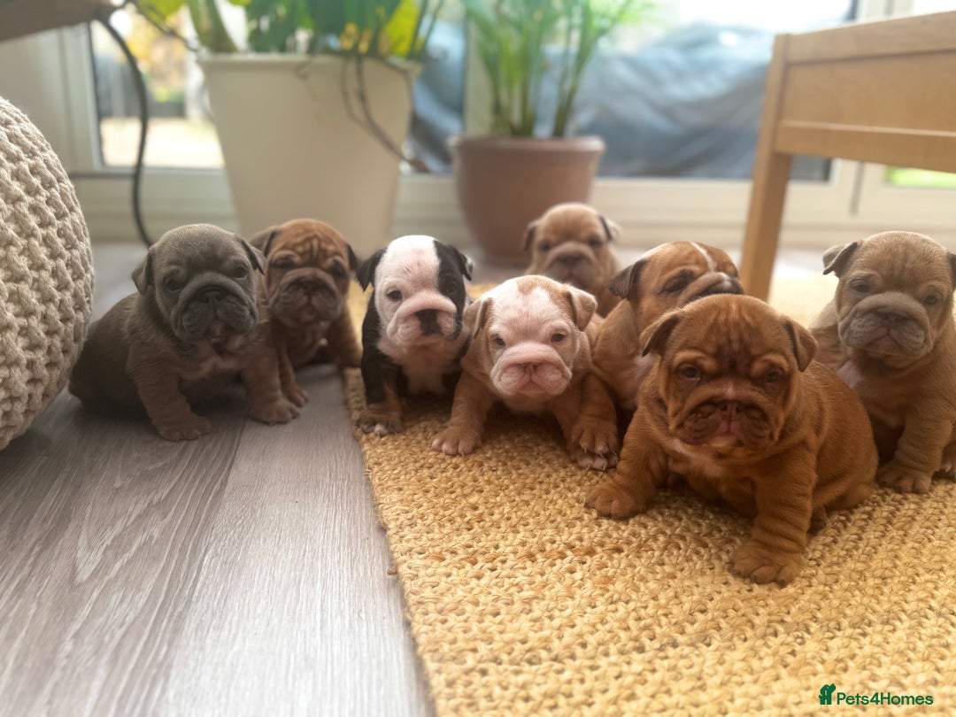 English Bulldog dogs for sale: Stunning litter of coloured Bulldogs home reared - Advert 10