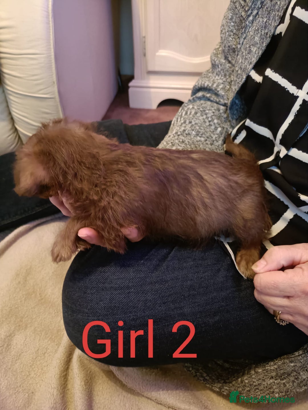 Norfolk Terrier dogs for sale: Norfolk Terrier Puppies  - Image 6