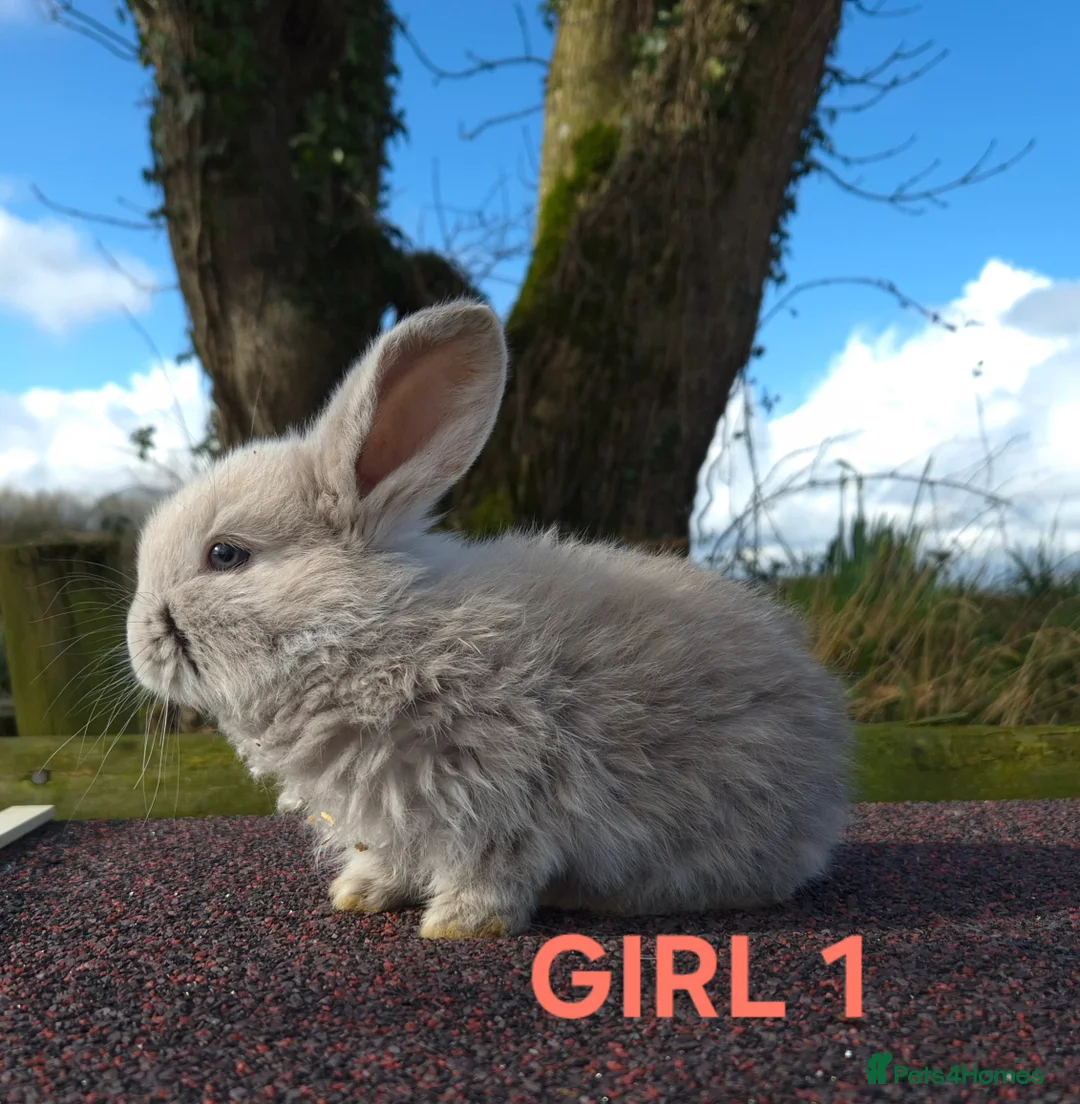 French Lop rabbits for sale: Stunning French Lops  - Advert 1