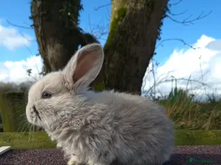 French Lop rabbits Stunning French Lops - Advert 2