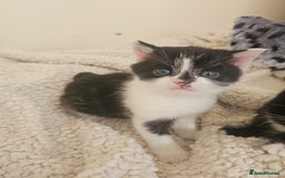 Mixed Breed cats for sale: Fluffy Female Kitten 10 weeks old  - Advert 5