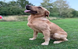 Labrador Retriever dogs for stud: ⭐️REGGIE⭐️ PROVEN KC REG WORKING LABRADOR STUD in Chelmsford - Image 16
