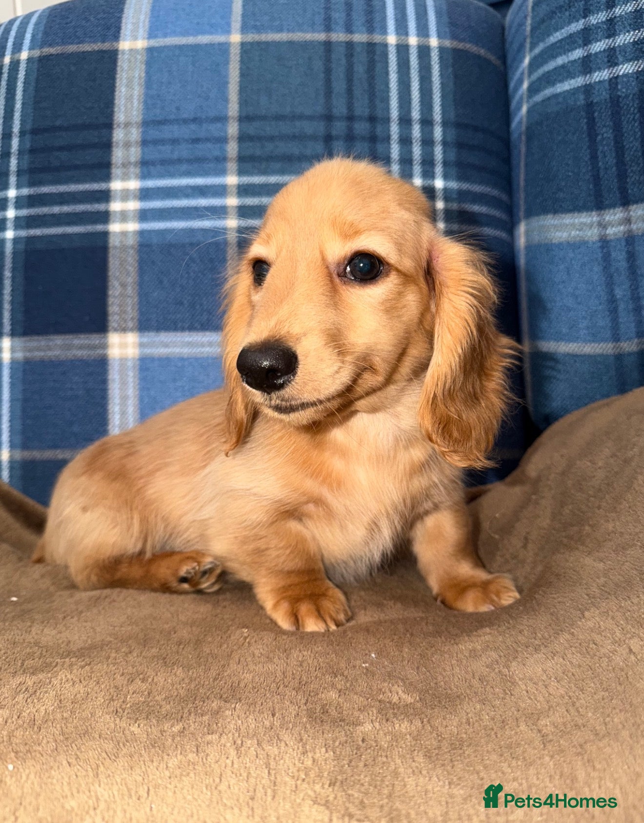 Miniature Dachshund dogs 🧡💛Stunning Longhaired Dachshund Puppies💛🧡 - Advert 6