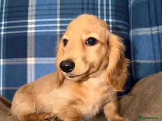 Miniature Dachshund dogs 🧡💛Stunning Longhaired Dachshund Puppies💛🧡 - Advert 6