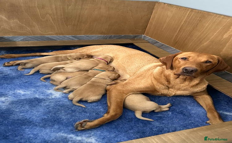 Labrador Retriever dogs - Advert 1