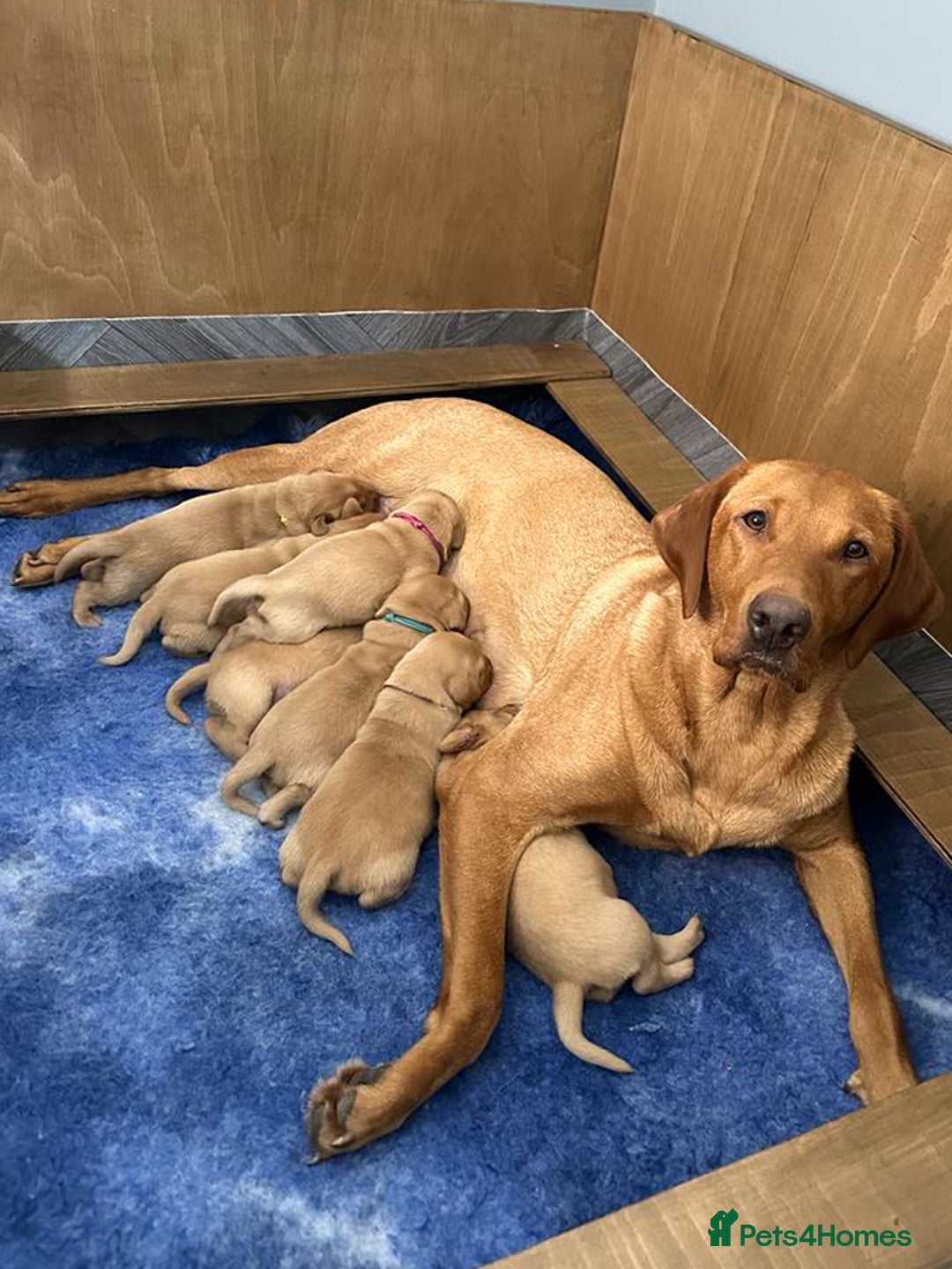 Labrador Retriever dogs for sale: Fox Red Labrador Puppies From Working Parents - Image 2