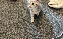 Mixed Breed cats for sale: Silver/grey tabby kitten  - Image 1