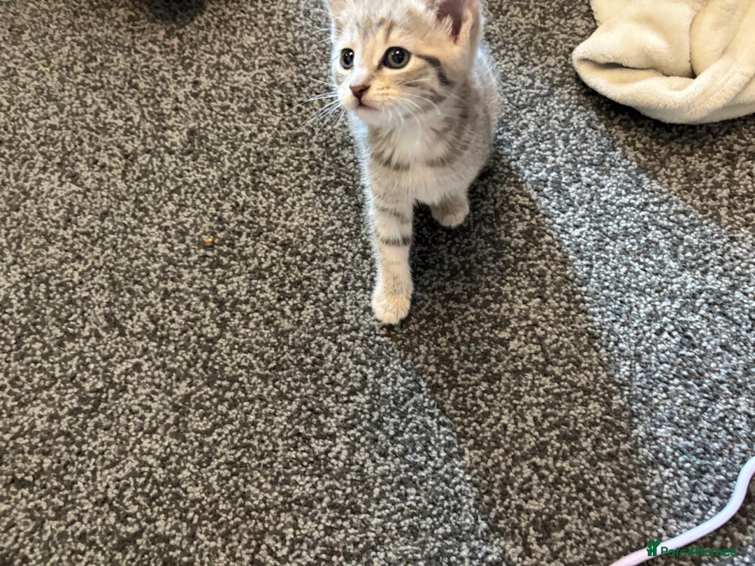 Mixed Breed cats for sale: Silver/grey tabby kitten  - Image 1