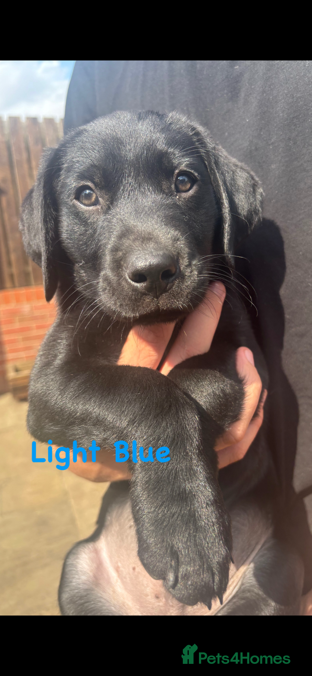 Labrador Retriever dogs for sale: Labrador pups for sale - Image 14