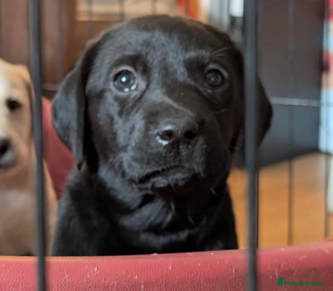 Labrador Retriever dogs for sale: Beautiful lab puppies in Auchterarder - Advert 10
