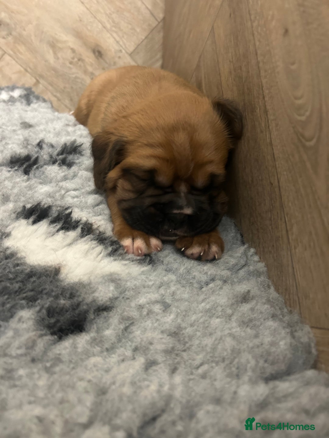 Boxer dogs for sale: KC bobtail pups heartscore 0, CHAMPION lines - Image 7