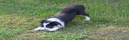 Border Collie dogs for sale: Adorable female sheepdog pups for sale  in Brecon - Advert 6