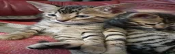 Bengal cats for sale: 4x Girls & 4x Boys – Stunning Bengal cross Kittens - Advert 13