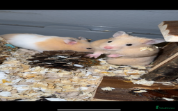 Hamster rodents for sale: Baby hamsters - Advert 8