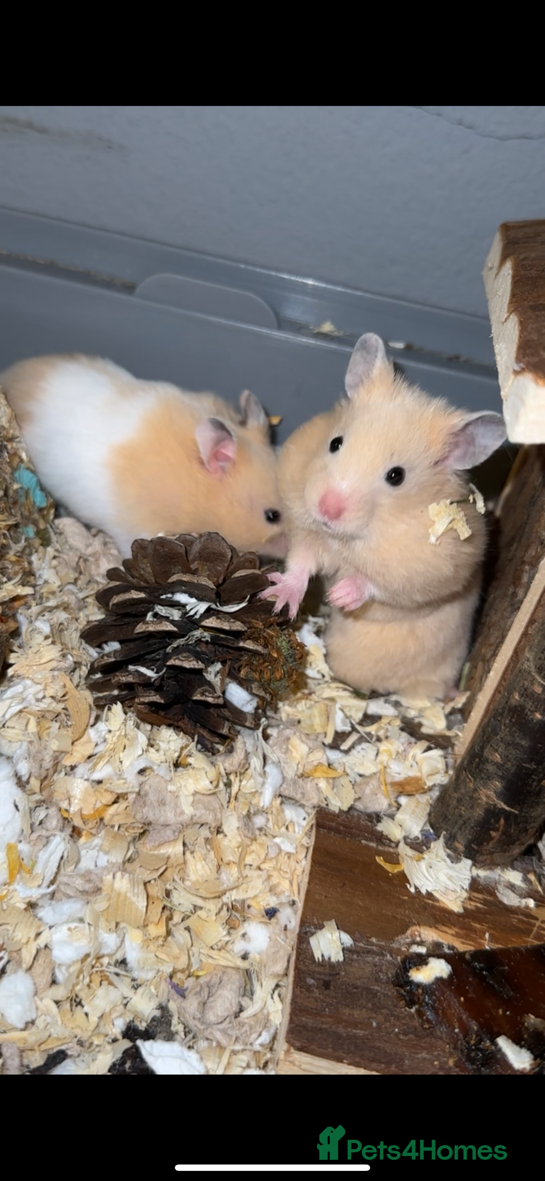 Hamster rodents for sale: Baby hamsters - Advert 8