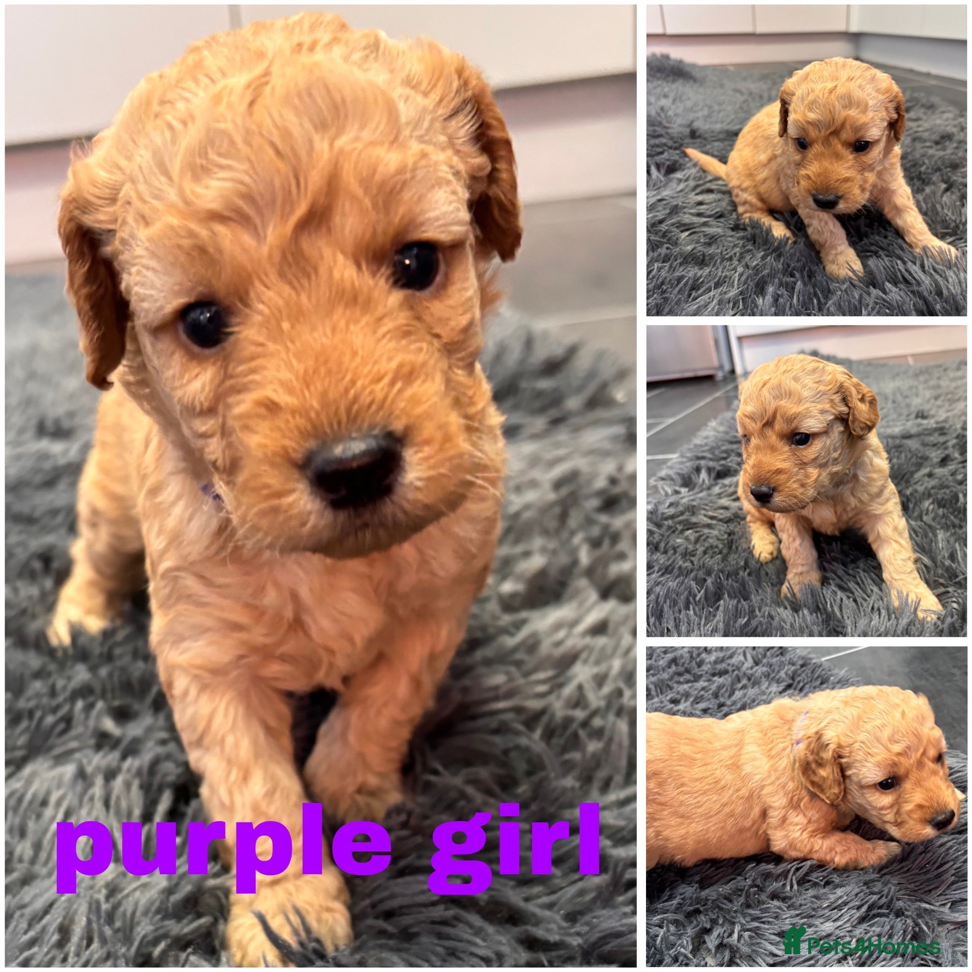 Mini Goldendoodle dogs Beautiful miniature Golden Doodle puppies - Advert 1