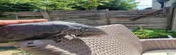 Parrots birds for sale: Super tame African Greys  in Harrow - Advert 10